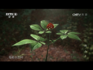 searching for the root of life in the changbaishan mountains, in the southeast of jilin province. in august every year, the villagers living