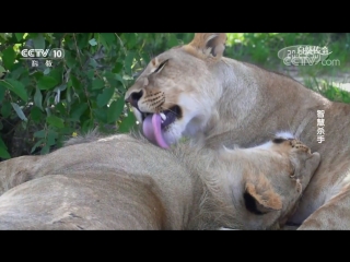 fight for life how a lion cub turns into a smart killer.