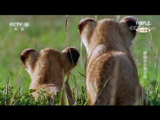 fight for life bad parents of the animal kingdom...