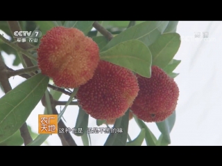 red waxwort (myrica rubra) yangmei (plum poplar), or lengmei (acute-angled plum) and even shengsen (holy m