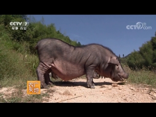 loose-bellied pig mochou yangchou huai zhu, literally an ugly ugly ugly pig ... but in fact, this time