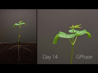 mystery of life (moments of life) shengming de mi ... bean time-lapse - 25 days ¦ soil cross section bonus clip ¦ bean time-lapse.