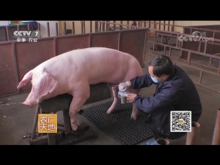 the fight and education of the boar dou zhi dou yun yang gong zhu. selection technology in pig breeding.