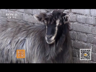 taihan goat breeding technology. goats have a very long history of breeding in china. so far, goats are still sh