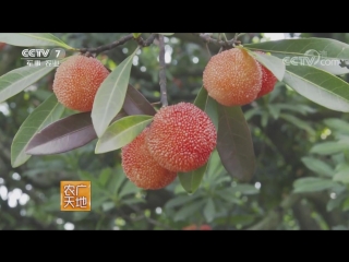 strawberry tree (arbutus) yangmei, or morella (mirika), or red waxwort. compotes, pastries and various sweets from yangme