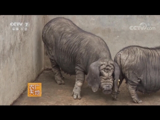 hanjiang black pig hanjiang hei zhu. breeding technology in hanzhong city, shaanxi province.