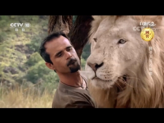 lion-man 03. how to survive in the kingdom of white lions. kevin richardson and his pride of lions.