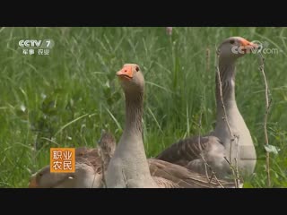 flying domesticated geese ili e (ili, a river in xinjiang, china). county of xinjiang uyghur autonomous region is the flag