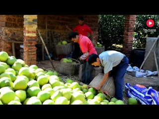 harvest. collection of pomelo fruits. sorting, packaging and transportation.