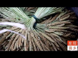 harvest. collection of southern millet (millet). millet processing in the old fashioned way. millet porridge.