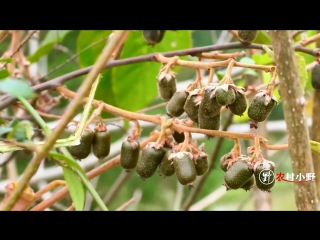 harvest. collection of actinidia (kiwi) and red berries of yew (yew berry).