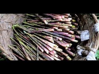 chinese tricks. collection of young shoots of bamboo small zhu xiao. processing of young sprouts. big tits