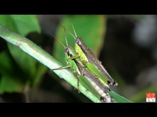 life is life (not for the fairy heart) catching grasshoppers (02). cooking technology.