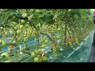 harvest. korean technology of cultivation of cherry tomatoes.