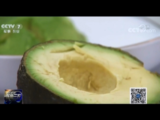 nuyu guo avocado, literally a butter fruit. puer city, yunnan province introduces high yield for the first time