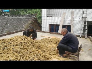 harvest. collecting from your garden and processing millet (yellow millet zezhou).