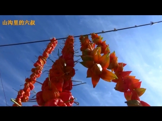 harvest. mass collection from his garden and processing of suan jiang (sweet and sour physalis).