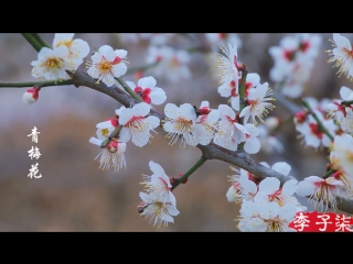 li ziqi - a girl with character spring dove soup gezi de chongtian gezi ...