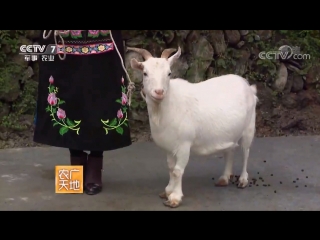 beichuan white goat beichuan bai shanyang (white mountain sheep), or short-legged goat kitagawa (japanese line). technologist