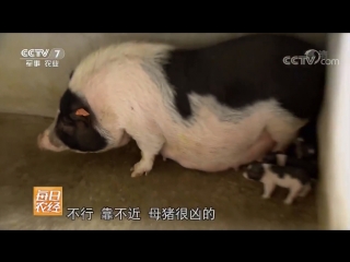 miniature bellied pig shan zhu, or wu zhi shan zhu, literally a mountain pig with five fingers. breeding uni