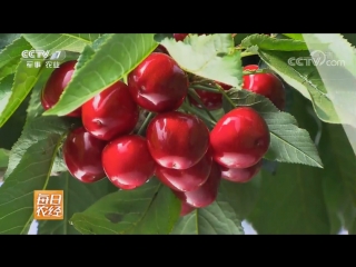 cherry yingtao (cherry peach), or tien yingtao (sweet cherry). technology of growing in a greenhouse.