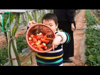 rural mom nongcun mama . harvesting strawberries at the caomei zai wenshi li cooperative greenhouse. processing strawberries into jam