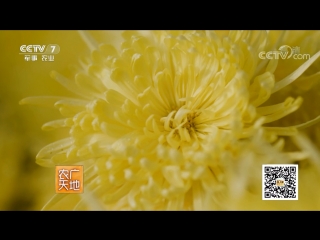 chrysanthemum juhua (chrysanthemum flower). yellow chrysanthemum jin ju (golden chrysanthemum). tea (healing drink) from sushi