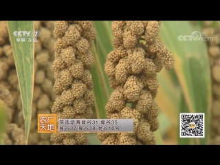 millet (millet) gutszy (grain of the valleys), or shutszy (millet grain). technology of cultivation of valuable cereals. xiaoying district, pro