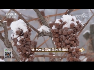 grapes under the snow zai xue xia de putao, ​​or xue putao (snow grapes). production of special wine with frozen