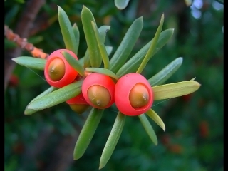 yew berry, or yew berry (lat. taxus baccata) hongdou shan, literally chinese spruce with red beans. unique tail