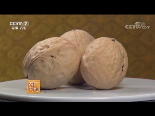 walnut hetao, literally peach kernel, or hetao guo (nut-fruit). technology of cultivation of nut cult