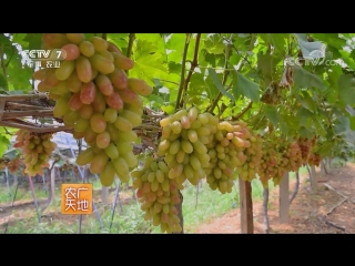 pu tao grape, or portuguese peach putao ya tao. technology of growing grapevine and sweet bunch.