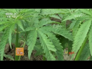 hemp cultivated sowing dama (lat. cannabis sativa), fibrous marijuana xianwei dama. yarn cultivation technology