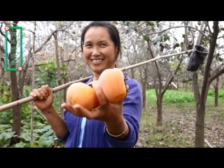 rural mom nongcun mama . mass collection of persimmon. persimmon processing technology for the drying process.