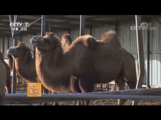 loto camel (humped white horse). camel milk lotonay. the technology of growing camels and obtaining milk in pr