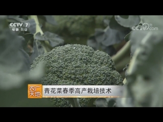 broccoli, or asparagus tsinghuatsai, translated as a dish of green, or blue-white flowers, or etsaihua (color