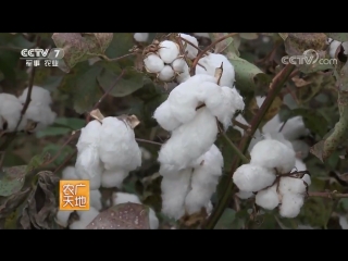 mianhua cotton (cotton flower). technology of growing a valuable plant. raw cotton zimian, cotton seeds with