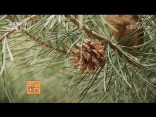 pine white baipisun, literally pine with white skin (lat. pinus bungeana). zaipei jishu cultivation technique.