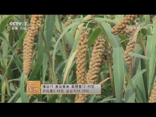 millet (millet) gutszy (grain of the valleys), or shutszy (millet grain). technology of cultivation of valuable cereals.